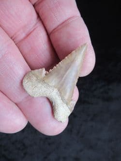 Palaeocarcharodon orientalis stunning example