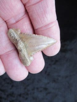 Palaeocarcharodon orientalis stunning example