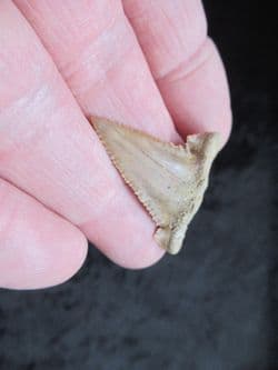 Palaeocarcharodon orientalis stunning example