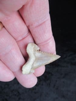Palaeocarcharodon orientalis stunning example