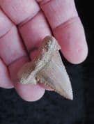 Palaeocarcharodon orientalis stunning example