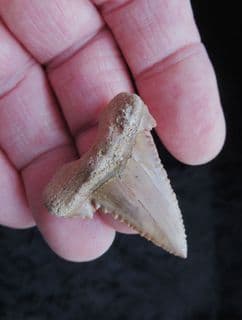 Palaeocarcharodon orientalis stunning example