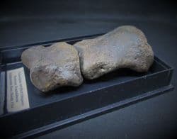 Palaeolama mirifica Distal & Medial Toes
