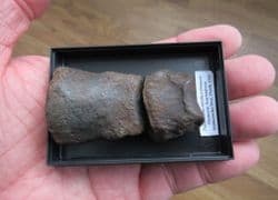 Palaeolama mirifica Distal & Medial Toes