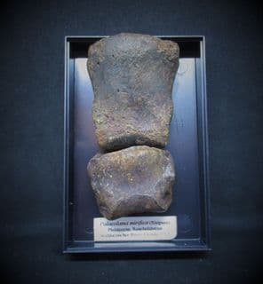 Palaeolama mirifica Distal & Medial Toes