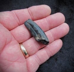 Palaeolama mirifica Lama Canine tooth