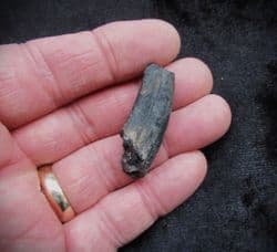 Palaeolama mirifica Lama Canine tooth