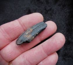 Palaeolama mirifica Lama Canine tooth