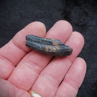 Palaeolama mirifica Lama Canine tooth