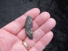 Palaeolama mirifica Lama Canine tooth