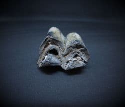 Palaeolama mirifica 