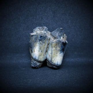 Palaeolama mirifica 