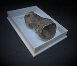 PALAEOLAMA MIRIFICA 