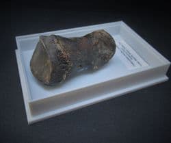 PALAEOLAMA MIRIFICA 