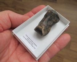 PALAEOLAMA MIRIFICA 
