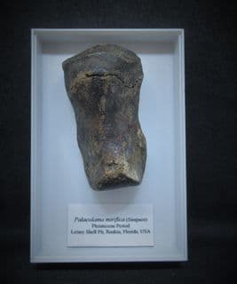 PALAEOLAMA MIRIFICA