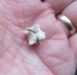 Palaeophis typhaeus sea snake vertebra