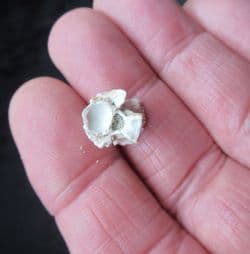 Palaeophis typhaeus sea snake vertebra