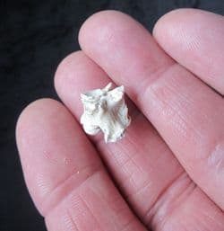 Palaeophis typhaeus sea snake vertebra