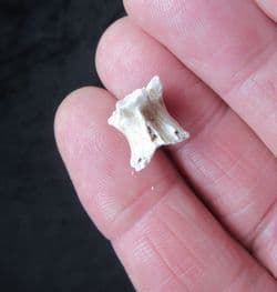 Palaeophis typhaeus sea snake vertebra