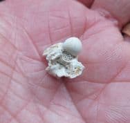 Palaeophis typhaeus sea snake vertebra