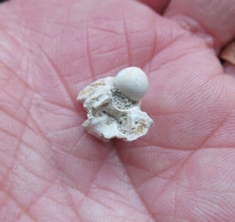 Palaeophis typhaeus sea snake vertebra