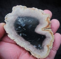 Palmoxylon from Indonesia
