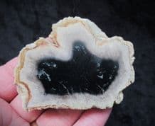 Palmoxylon from Indonesia
