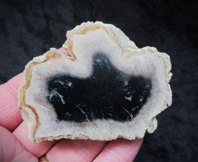 Palmoxylon from Indonesia