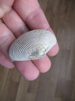 Paphia papilioacea complete bivalve