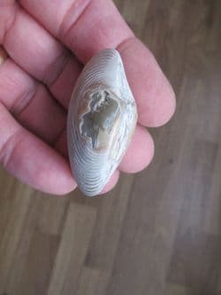 Paphia papilioacea complete bivalve