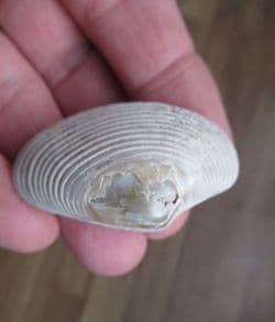 Paphia papilioacea complete bivalve