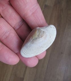 Paphia papilioacea complete bivalve