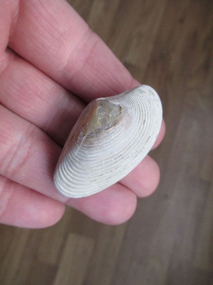 Paphia papilioacea complete bivalve