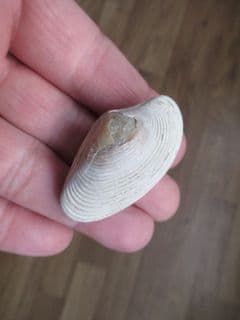 Paphia papilioacea complete bivalve
