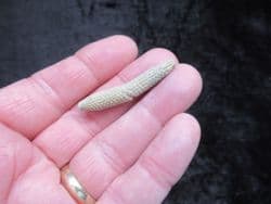 Paracidaris florigemma Urchin spine