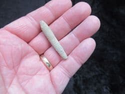 Paracidaris florigemma Urchin spine