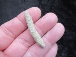 Paracidaris florigemma Urchin spine