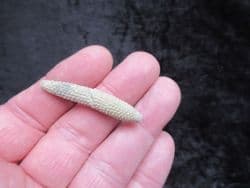 Paracidaris florigemma Urchin spine