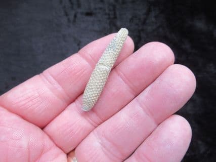 Paracidaris florigemma Urchin spine
