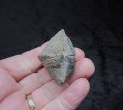 Paraspirifer bownockeri from Ohio