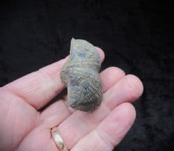Paraspirifer bownockeri from Ohio