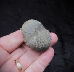 Paraspirifer bownockeri from Ohio