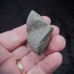 Paraspirifer bownockeri from Ohio