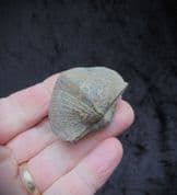 Paraspirifer bownockeri from Ohio