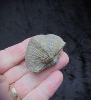 Paraspirifer bownockeri from Ohio