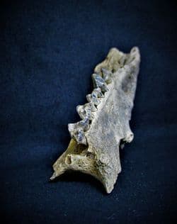 Partial Raccoon Jaw