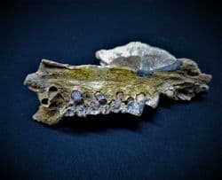 Partial Raccoon Jaw