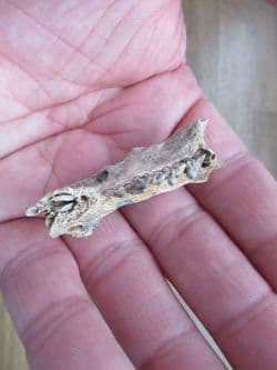 Partial Raccoon Jaw