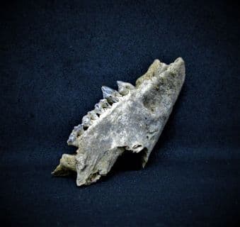 Partial Raccoon Jaw